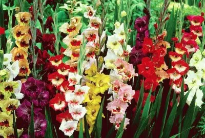 fleurs: glaieuls jigsaw puzzle