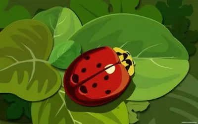 Lady Bug