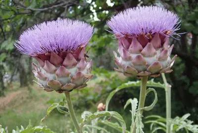 Flor de Alcachofra