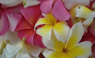Plumeria  Hawaiian Islands