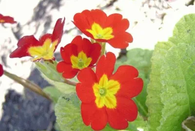 Flowers on meadow Fields
