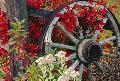 Wheel from a old Cart