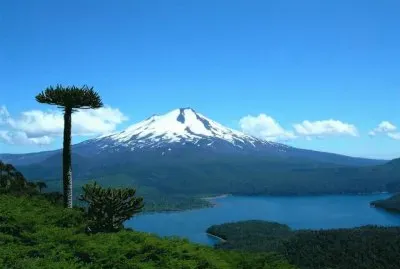 araucaria chile