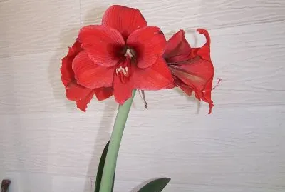 פאזל של red flower