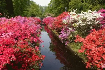 פאזל של CÃ³rrego e flores