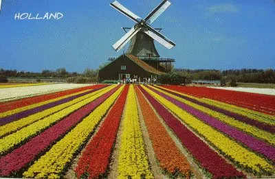 Cata vento e tulipas jigsaw puzzle