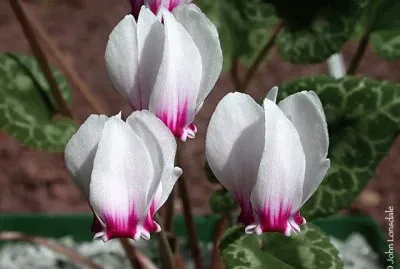 cyclamen jigsaw puzzle