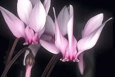 cyclamen jigsaw puzzle