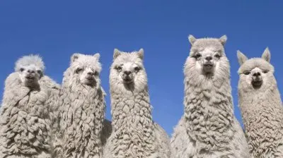 Ecuador  Alpacas