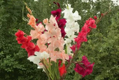 glaieul jigsaw puzzle