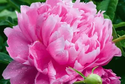 fleurs: pivoine