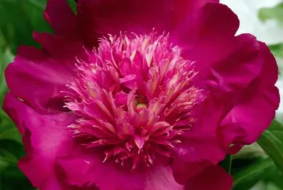 fleurs: pivoine