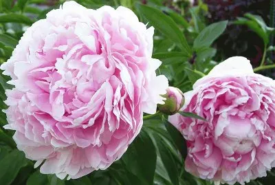 fleurs: pivoine