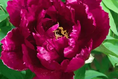 fleurs: pivoine