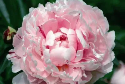 fleurs: pivoine