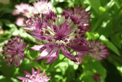 fleurs: