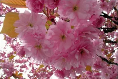 fleurs: cerisiers jigsaw puzzle