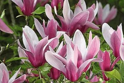 fleurs: magnolia jigsaw puzzle