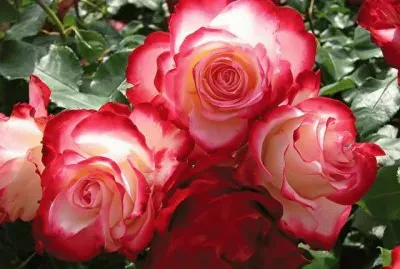 fleurs: rose