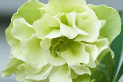 fleurs: Ã©llÃ©bore