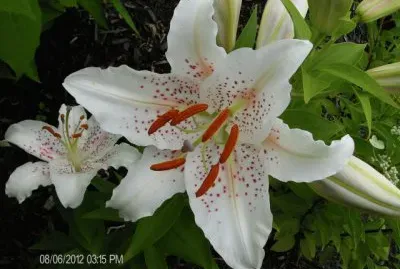 fleurs: lys