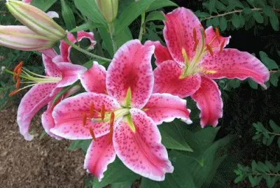 fleurs: lys