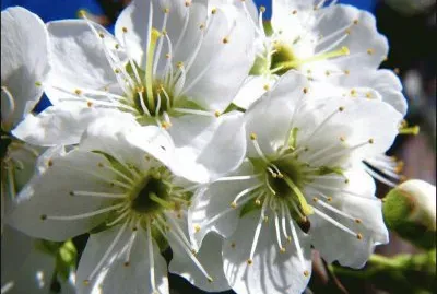fleurs de prunier