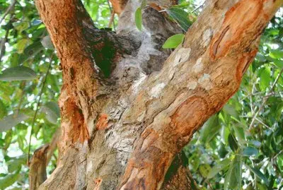 Pau Canela