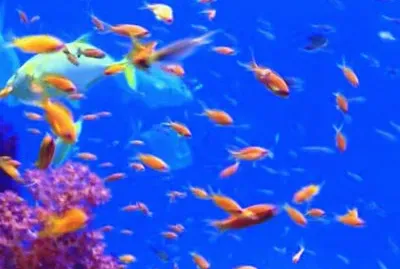 fishy-43