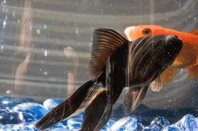 MARSU