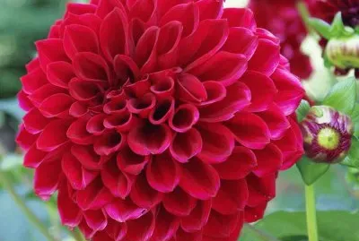 dahlia