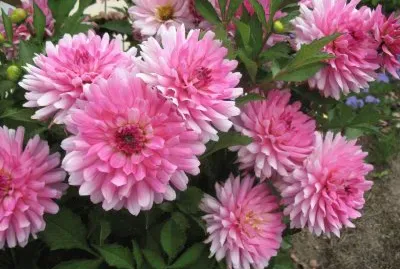 dahlias