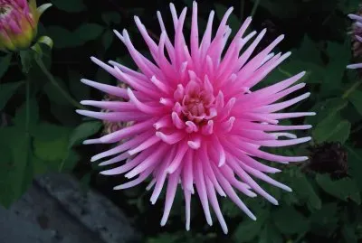 dahlia