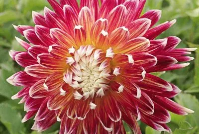 dahlia