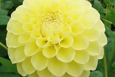 dahlia