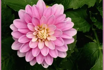 dahlia