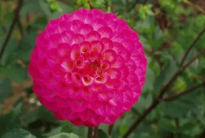 dahlia