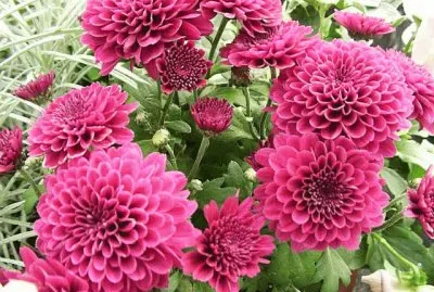 dahlias