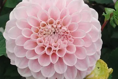 dahlia