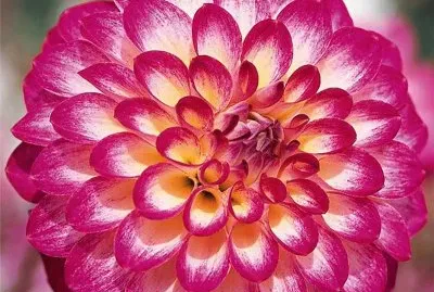 dahlia jigsaw puzzle