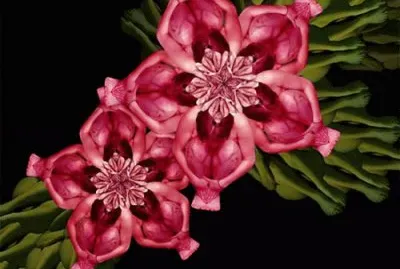 Flowers out of People