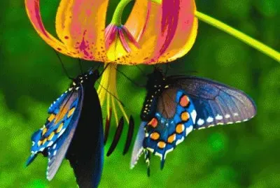 Flower and Butterflies jigsaw puzzle