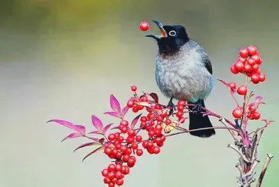 PÃJARO COMIENDO