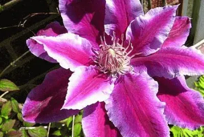 fleurs: clÃ©matites