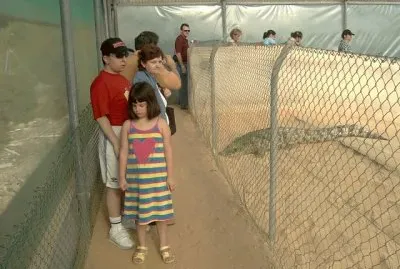 Con un gran cocodrilo jigsaw puzzle