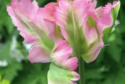 fleurs: tulipe jigsaw puzzle