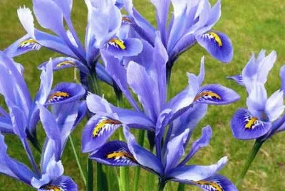 fleurs: iris jigsaw puzzle