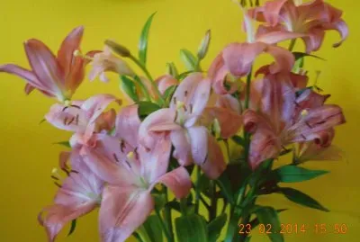 LILIUM