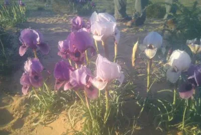 ×¤×¨×™×—×”