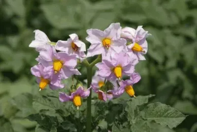 fleurs de pommes de terre jigsaw puzzle